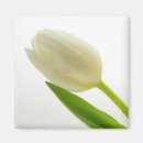 Buscar tulipanes blancos imanes Fotografía