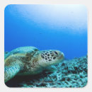 Buscar tortuga marina pegatinas Naturaleza