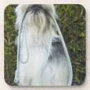 Buscar boca animal posavasos Mirada de la cámara