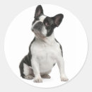 Buscar franquicia pegatinas Cachorro