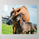 Buscar caballo negro posters Animal de granja