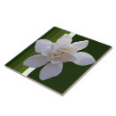 Buscar jasmin azulejos Flores