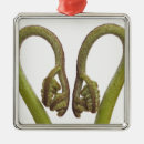 Buscar helecho adornos Nadie