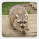 Buscar raccoon pegatinas Animal
