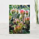 Buscar geranios tarjetas Flores