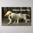 Buscar laboratorios posters Perrito