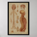Buscar médula posters Anatomía