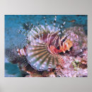 Buscar lionfish arte Vida marina