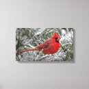 Buscar cardenal rojo arte Invierno
