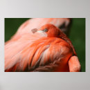 Buscar pluma de pájaro posters Rosa