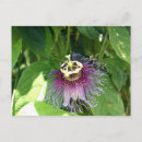 Buscar pasión postales Morado