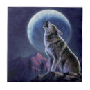 Buscar lobo azulejos Noche