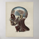 Buscar cuello humano posters Anatomía