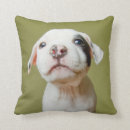 Buscar terrier de pitbull cojines Perrito