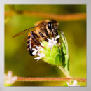 Buscar néctar posters Naturaleza