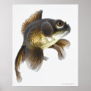Buscar sealife posters Cuadrado