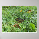 Buscar mariposas amarillas posters Amarillo