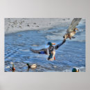 Buscar patos silvestres posters Pájaros