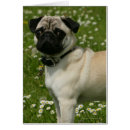 Buscar carlin postales Fregonas