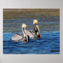 Buscar aves marinas posters Naturaleza