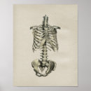 Buscar huesos posters anatomía