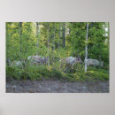Buscar renos posters Lapland