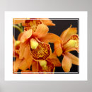 Buscar flores de hawaii posters Para todos