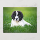Buscar perro de terranova postales Landseer