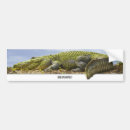 Buscar cocodrilo pegatinas parachoque Reptil