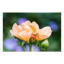 Buscar armonía del color posters Rosa