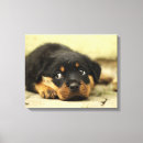 Buscar rottweiler arte Amante de los perros