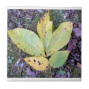 Buscar hojas de otoño azulejos 1 º caída