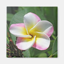 Buscar flores hawaianas imanes Plumeria