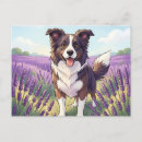 Buscar border collie postales Perro blanco y negro