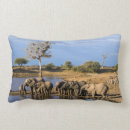 Buscar elefante africano cojines Día