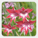 Buscar gladiola pegatinas General y unisex