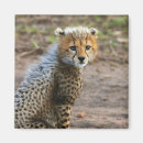Buscar acinonyx imanes África