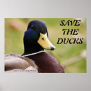 Buscar patos silvestres posters Caza