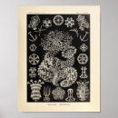 Buscar equinodermos posters Estrella