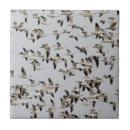 Buscar matador azulejos Naturaleza