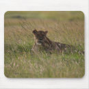 Buscar kenia fotografía Vida silvestre