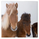 Buscar equus azulejos Martin zwick