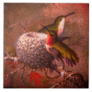 Buscar colibrí azulejos Martin johnson heade