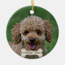 Buscar poodle adornos Perro