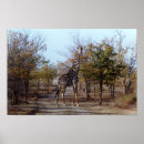 Buscar zimbabwe posters Animal