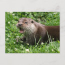 Buscar orgía Nutria