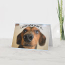 Buscar nariz de perro tarjetas Humor