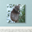 Buscar koalas lienzos Para todos