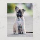 Buscar pastores postales Adorable