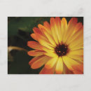 Buscar pote postales Flor